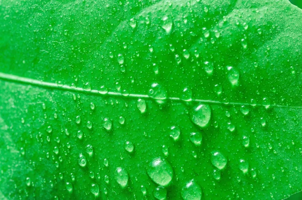 Gotas de agua en la hoja — Foto de Stock