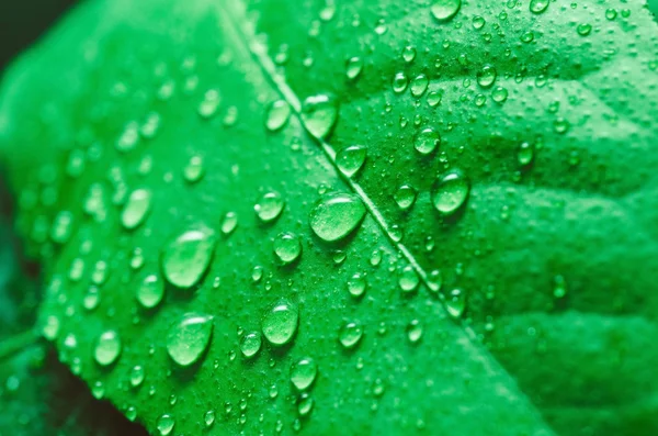 Gotas de agua en la hoja — Foto de Stock