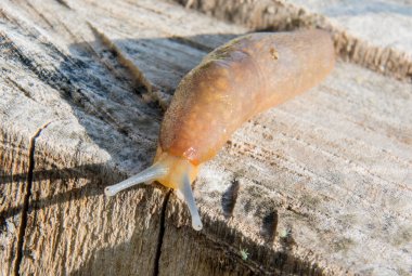 Slug güdük makro üzerinde