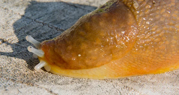 Slug on a stump makro — Stock Photo, Image