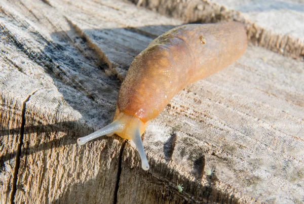 Slug su un ceppo makro — Foto Stock