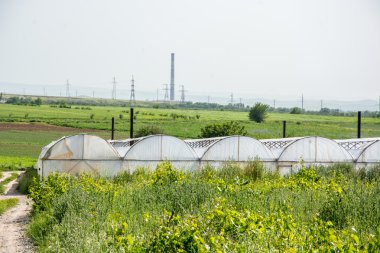 Seralarda sebze yetiştirmek için