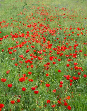 yeşil çayır üzerinde kırmızı haşhaş