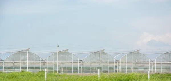 Greenhouses for growing vegetables — Stock Photo, Image