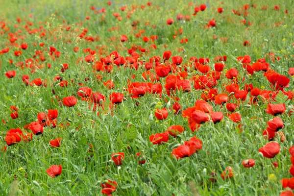 Red poppies on a green meadow — Stock Photo, Image