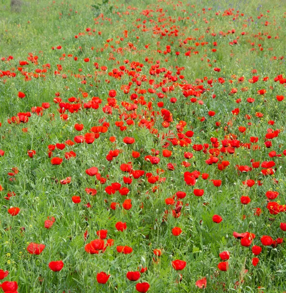Amapolas rojas en un prado verde — Foto de Stock