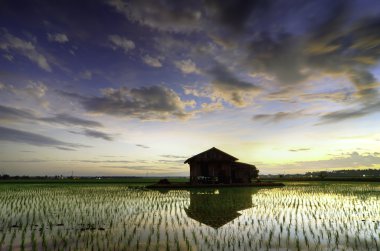 Orta paddy alan ve yansıma gündoğumu sırasında küçük ev terk