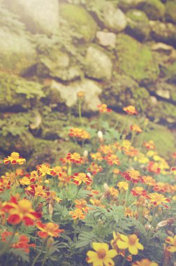 Marigolds (Tagetes patula) çiçek kayalık arka plan ile Fransız