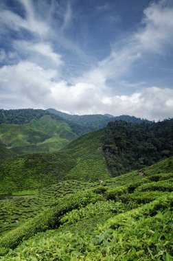 seçici odak görüntü güzellik sahne Cameron Highland, 