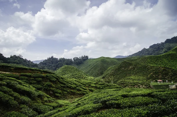 Πανέμορφη φύση, το πράσινο τσάι φυτεία τοπίο στο highland Κάμερον, Μαλαισία. — Φωτογραφία Αρχείου