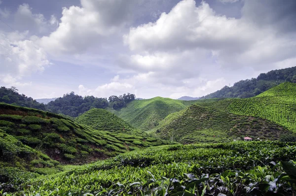 Πανέμορφη φύση, το πράσινο τσάι φυτεία τοπίο στην ηλιόλουστη μέρα, εικόνα που λαμβάνεται στο highland Κάμερον, Μαλαισία. — Φωτογραφία Αρχείου