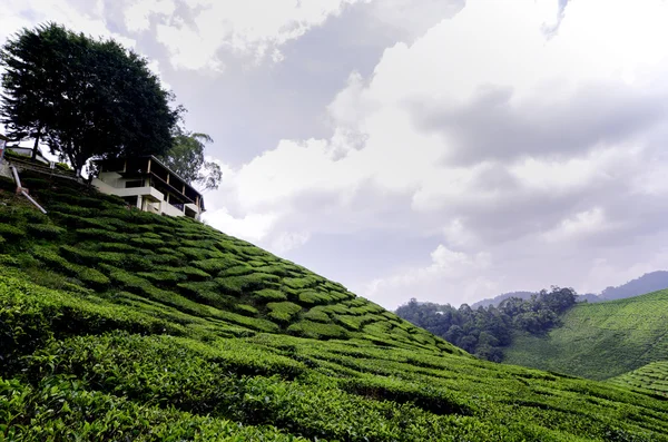 Όμορφο κύμα hill και φύσης, το πράσινο τσάι φυτεία τοπίο στο highland Κάμερον, Μαλαισία. — Φωτογραφία Αρχείου