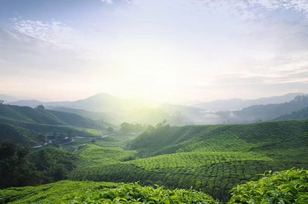 Çay çiftlik gündoğumu sahne tepenin üstünden Cameron Highland, Malezya. 