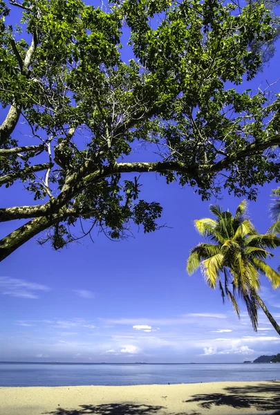 Kokosowe drzewo w egzotycznej plaży — Zdjęcie stockowe