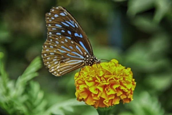 Suddig och abstrakt skönheten i butterfly i naturen, orange blomma och grön bakgrund — Stockfoto