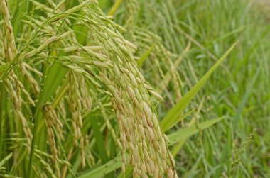 yeşil çeltik hasat önce under