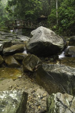 arka plan görüntüsü yeşil tropikal orman tarafından çevrili kaya