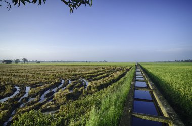 paddy ile mavi gökyüzü hasat sırasında alanın güzel peyzaj