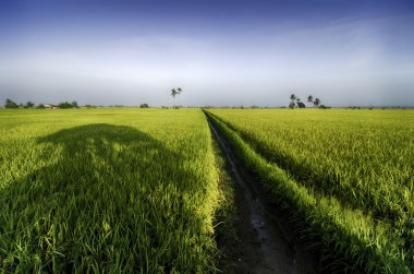 güzel peyzaj sarı paddy alan sabah