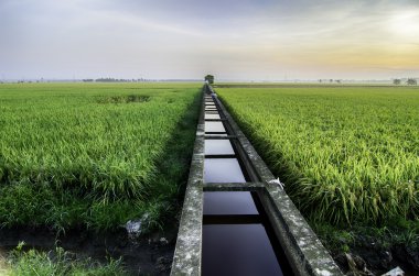 paddy alan güzel sabah