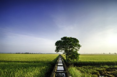 güzel geniş görüş sarı paddy morning.water canal için sulama ve tek ağaç orta alana.