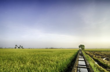 güzel manzara sarı paddy alanları sabahları. Çeltik pirinç alan sulama için beton su kanalı