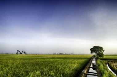 Yeşil paddy alan arka plan ile orta tek ağaç.