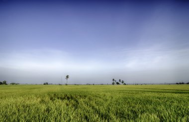 Yeşil paddy alan mavi gökyüzü ile