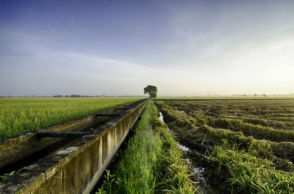 Csodálatos kilátás rizsföldek a reggel. egyetlen fa és a beton víz-csatorna — Stock Fotó