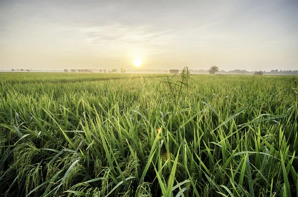 Belo pôr-do-sol nascer sobre o campo de arroz — Fotografia de Stock