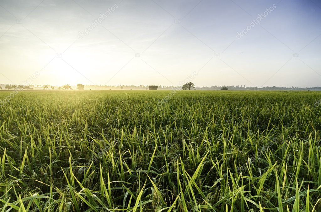 beautiful landscape view over rice field plantation farming in morning sunrise