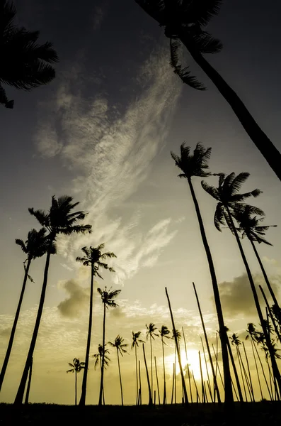 Beautiful silhouette image sunrise at the village near the shore — Stock Photo, Image
