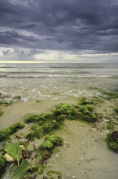 La spiaggia con alghe sulla roccia. onde che lambiscono sulla sabbia con nuvole drammatiche — Foto Stock