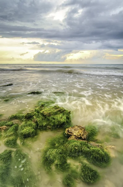 Bellissime alghe verdi sulla pietra in spiaggia durante l'acqua bassa marea — Foto Stock