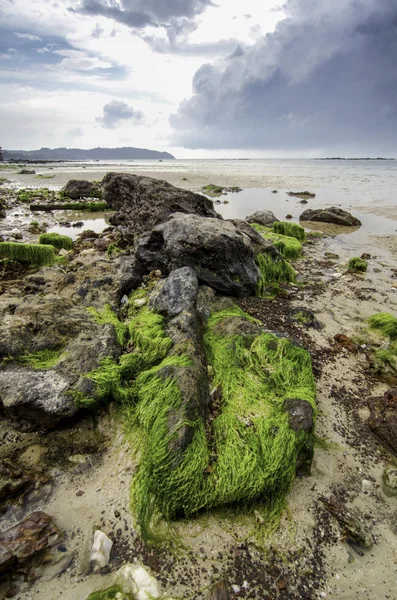 Φύκια στο καφέ βράχο στην ακτή. δραματική και μαλακά μαύρα σύννεφα κατά τη διάρκεια της χαμηλής παλίρροιας ύδατος — Φωτογραφία Αρχείου