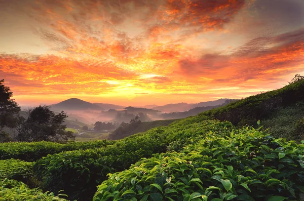 Schöner Moment bei Sonnenaufgang auf der Teefarm. Dramatische Wolken. gelbe Farbe am Himmel — Stockfoto