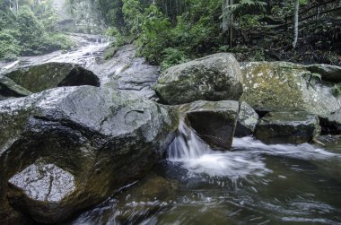 yeşil orman tarafından çevrili tropikal River'da sakin görüntü