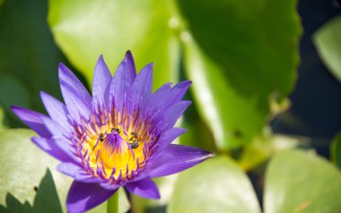 Renkli çiçek mor (Menekşe) su zambağı (lotus) arı nektarı polen tutmak çalışıyor. Lotus gölet Tayland'da yakalanan görünümü. Lotus çiçeği Asya'daki önemli kültür semboldür