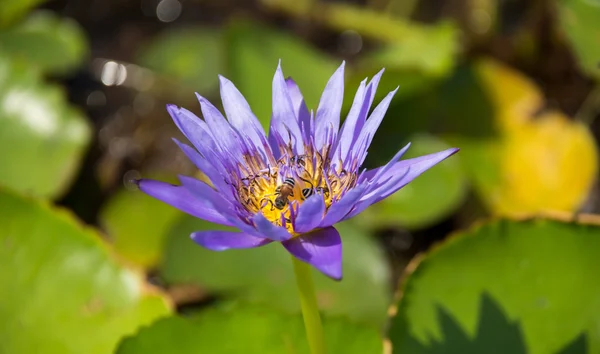 Bunt blühende lila (violette) Seerose (Lotus) mit Biene versucht, Nektarpollen davon abzuhalten. der Blick auf einen Lotusteich in Thailand. Lotusblume in Asien ist wichtiges Kultursymbol — Stockfoto