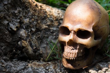 Kafatası ormanda, dijital efekt soyut stil ağacı altında