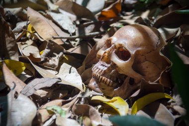 Kafatasının altında ormandaki ağaç, dijital efekt soyut arka planı için