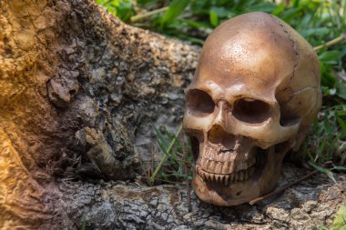 Kafatasının altında ormandaki ağaç, dijital efekt soyut arka planı için