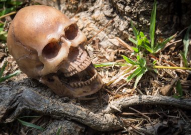 Kafatasının altında ormandaki ağaç, dijital efekt soyut arka planı için