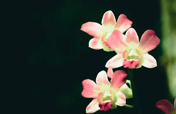 A flor roxa da orquídea, efeito digital abstrato para fundo — Fotografia de Stock