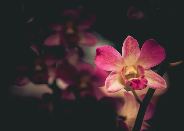 A flor roxa da orquídea, efeito digital abstrato para fundo — Fotografia de Stock
