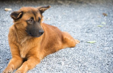 Yere yalnız oturan köpek