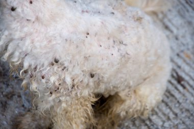 Ticka bir beyaz köpek deri eklemek