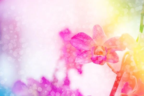 A flor roxa do orchid com stype colorido e bokeh, abstrato digital do efeito para o fundo — Fotografia de Stock