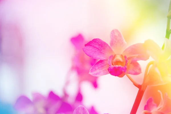 A flor roxa da orquídea com estipe colorido, efeito digital abstrato para fundo — Fotografia de Stock