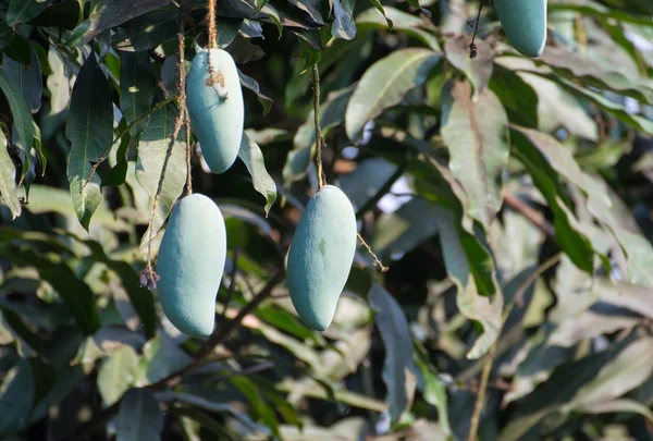 Les manguiers suspendus sur le manguier — Photo